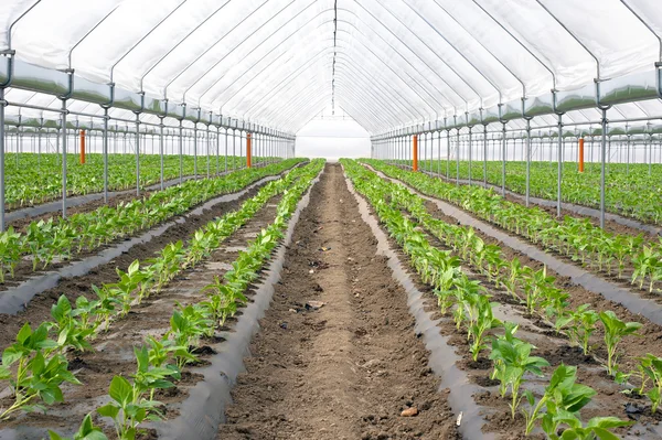 Ekologiskt jordbruk, paprika i växthus — Stockfoto