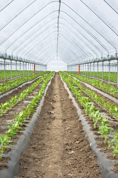 Ekologiskt jordbruk, paprika i växthus — Stockfoto