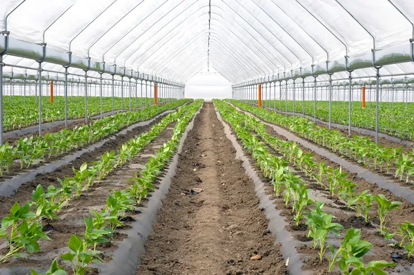 Органічне землеробство, паприка в теплиці Стокове Фото