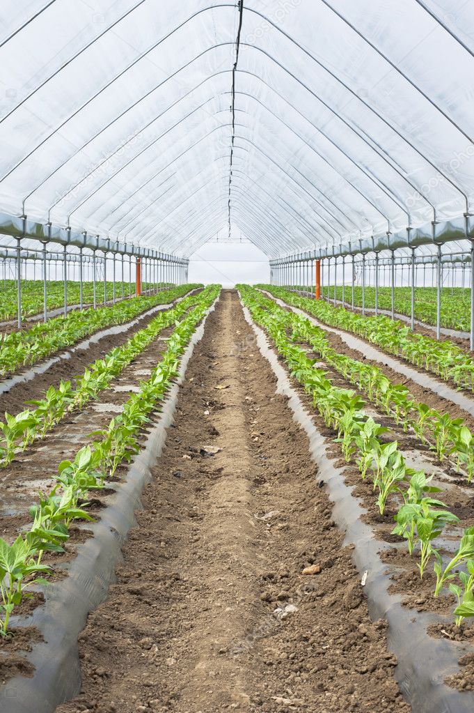 Organic farming, paprika in greenhouse