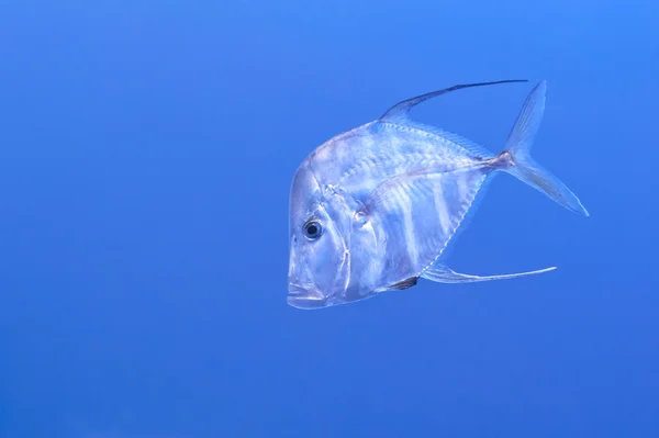 stock image Indian Thread fish