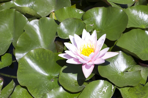 Lotus çiçeği.