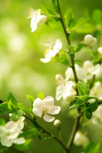 Flowering branch — Stock Photo, Image