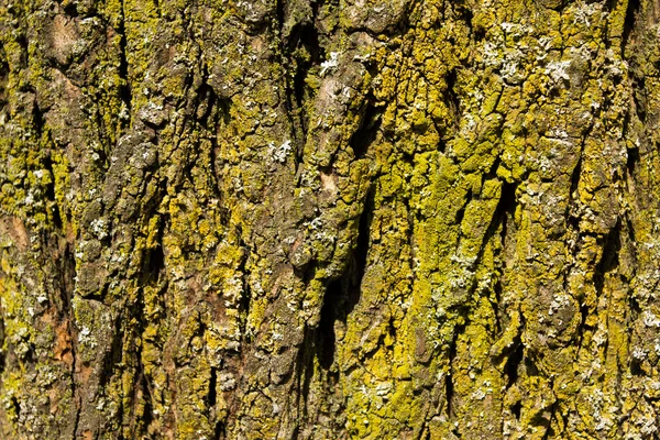 Деревянная поверхность с мхом — стоковое фото