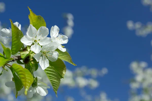 Vita körsbärsblommor — Stockfoto