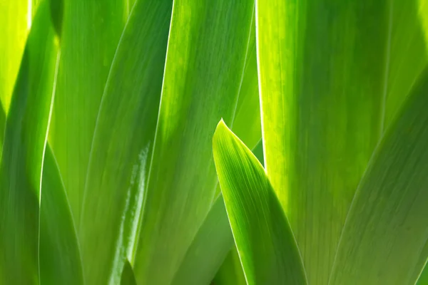 Listy zelené iris — Stock fotografie