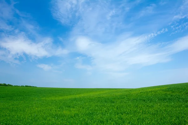 สนามข้าวสาลีสีเขียวและท้องฟ้าสีฟ้า — ภาพถ่ายสต็อก