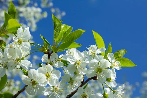 White cherry blossoms — Stock Photo, Image