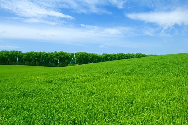 Grönt vetefält och blå himmel — Stockfoto