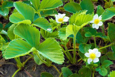 Flowering strawberry on the field