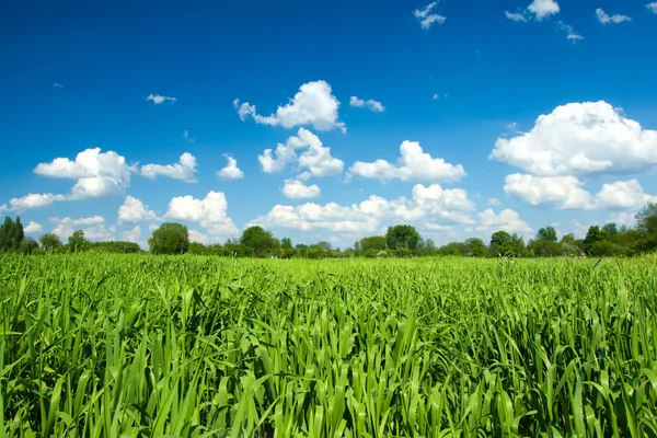 Grünes Weizenfeld am wolkenverhangenen blauen Himmel — Stockfoto