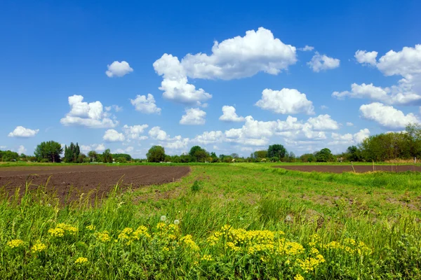 Grüne Wiese und wolkenloser blauer Himmel — Stockfoto