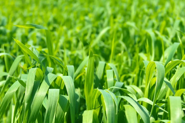 Câmp verde de porumb — Fotografie, imagine de stoc