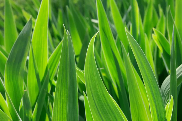 Listy zelené iris — Stock fotografie