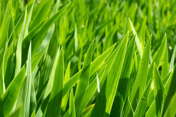 Liście zielone tęczówki — Zdjęcie stockowe