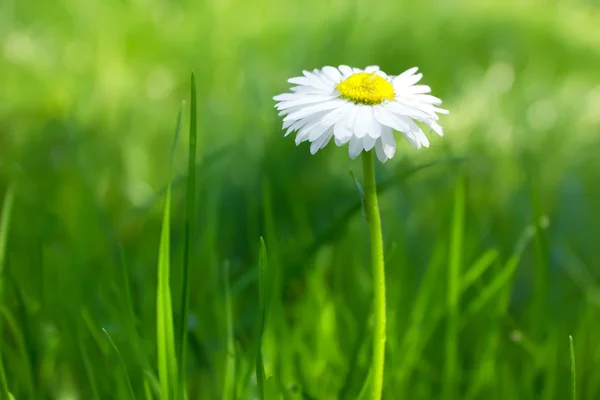 Marguerite on a meadow — Stock Photo, Image