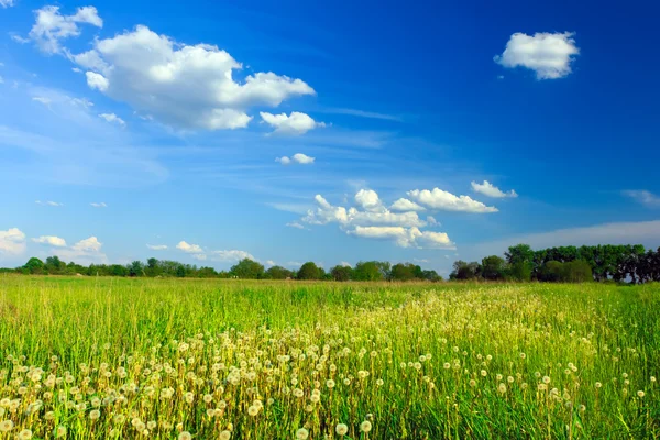 Dandelion green meadow with blue sky — Stock Photo, Image