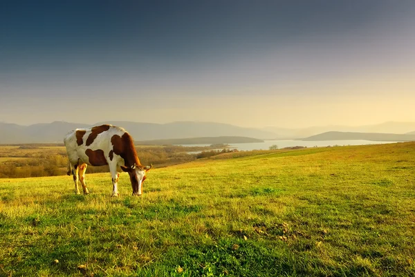 stock image A cow grazing on the background of mountain scenery