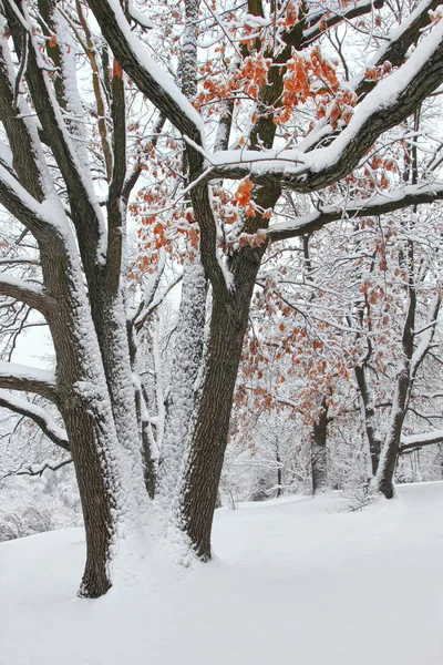 Träd i snön i skogen på vintern — Stockfoto