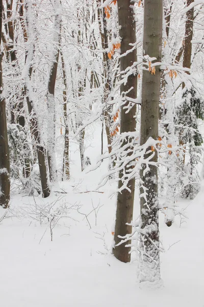 Árvores na neve na floresta no inverno — Fotografia de Stock