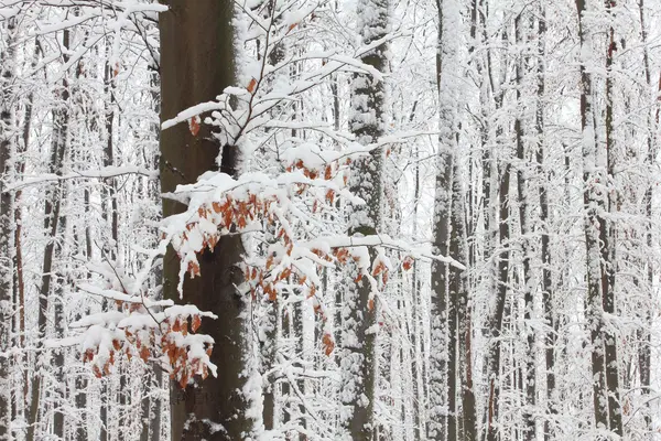 Arbres dans la neige dans la forêt en hiver — Photo