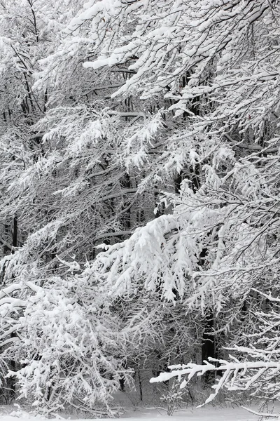 Bäume im Schnee im Wald im Winter — Stockfoto