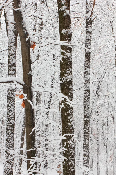 Drzewa w śniegu w lesie w zimie — Zdjęcie stockowe