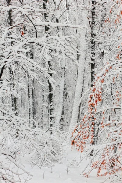 Drzewa w śniegu w lesie w zimie — Zdjęcie stockowe