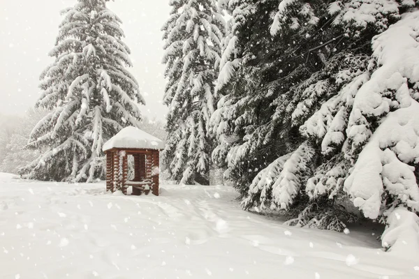 Stromy v lese v zimě na sněhu — Stock fotografie