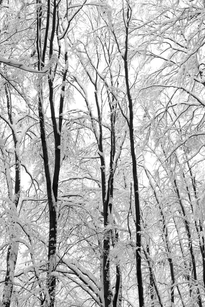 Arbres dans la neige dans la forêt en hiver — Photo