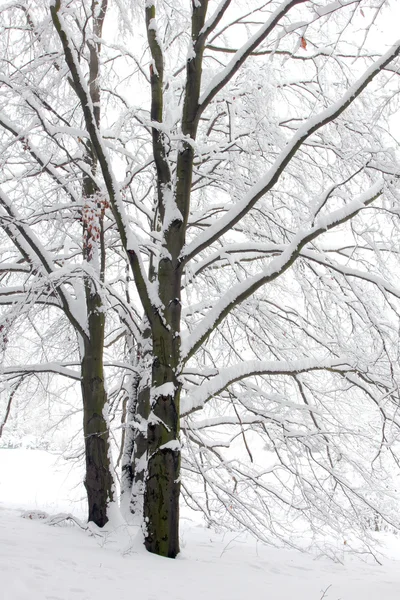 冬の森林で雪の中の木 — ストック写真