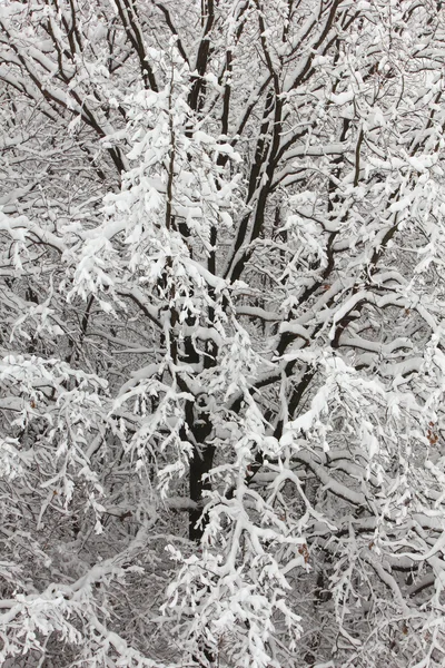 Kar kış ormandaki ağaçlar — Stok fotoğraf