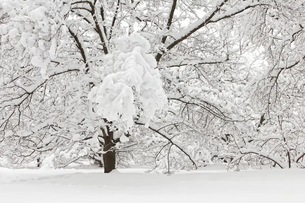 Träd i snön i skogen på vintern — Stockfoto