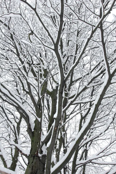 Деревья в снегу в лесу зимой — стоковое фото