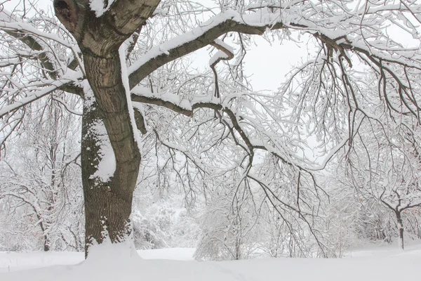 Alberi nella neve nella foresta in inverno — Foto Stock