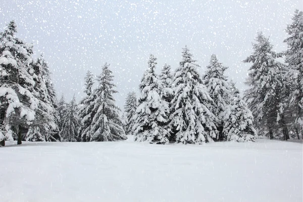 在雪地中冬季森林树木 — 图库照片