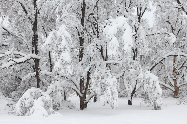 冬の森林で雪の中の木 — ストック写真