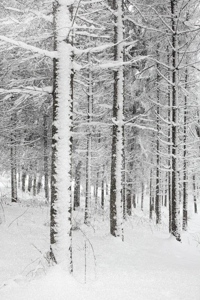 Stromy v lese v zimě na sněhu — Stock fotografie