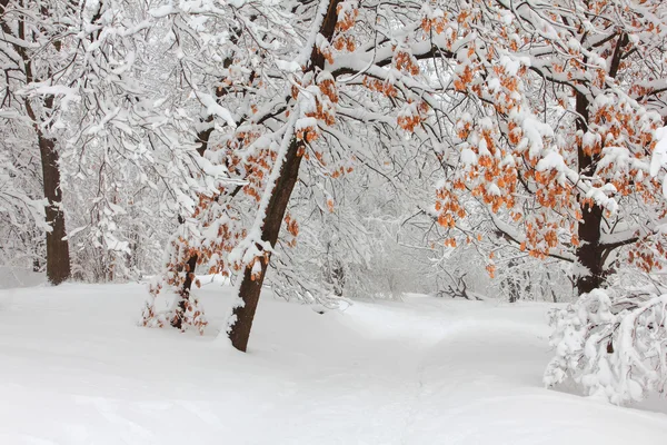 Árboles en la nieve en el bosque en invierno — Foto de Stock