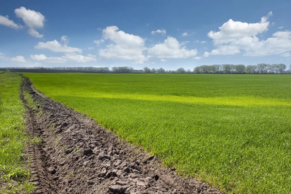 Mavi gökyüzü ile genç buğday ile yeşil alan — Stok fotoğraf