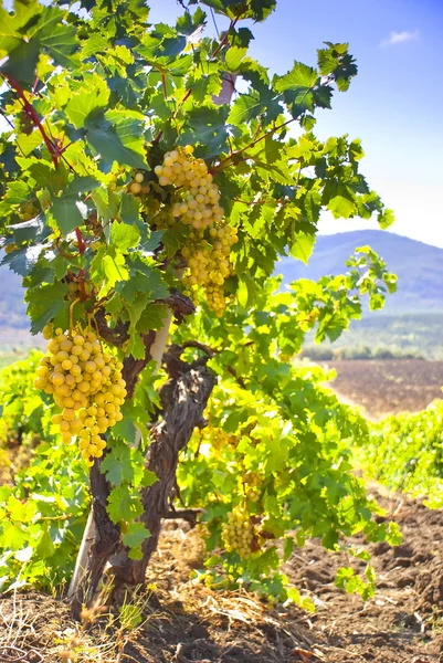 Виноградник на фоне гор — стоковое фото