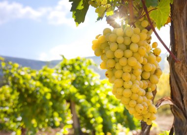 Vineyard on a background of mountains clipart