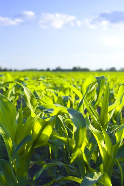 Zöld mező a fiatal kukorica naplementekor — Stock Fotó