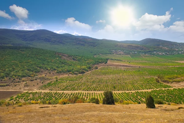 Виноградники на фоне гор и солнечного неба — стоковое фото