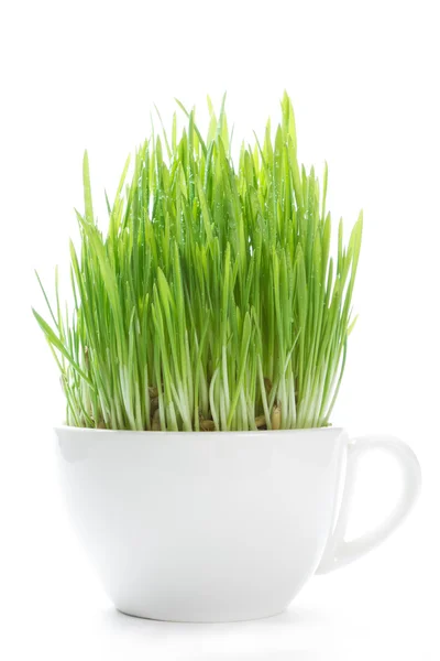 Young shoots of grass in a white mug isolated on a white background — Stock Photo, Image