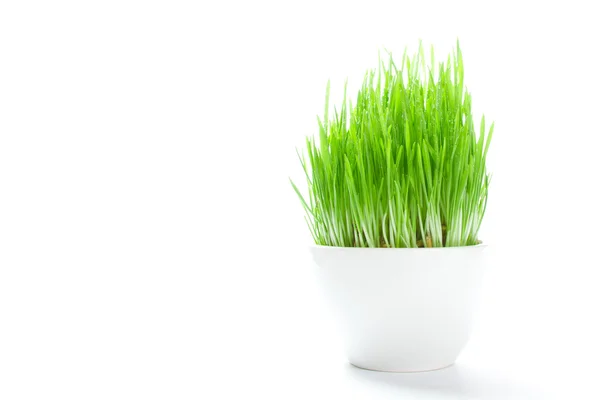 Small shoots of grass in a white mug isolated on a white background — Stock Photo, Image