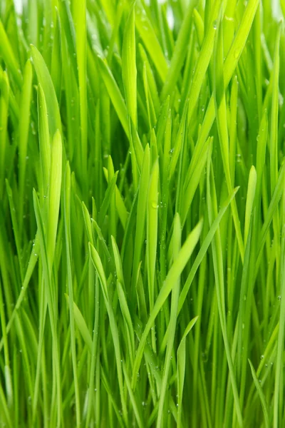 Rugiada sull'erba sullo sfondo bianco — Foto Stock