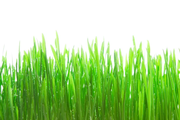 Dew on grass on the white background — Stock Photo, Image
