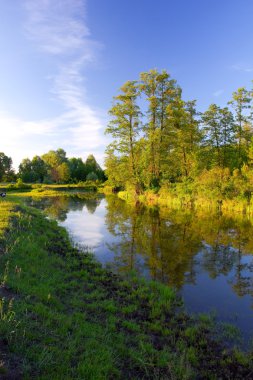 River bank in the forest at the sunset clipart