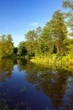 River bank in the forest at the sunset clipart